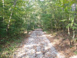 Forest around Pappy's Cabin